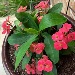 Meet your Posher, Maria